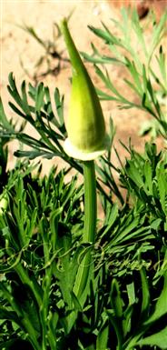  Floral bud enclosed in calyptra (Calyx)